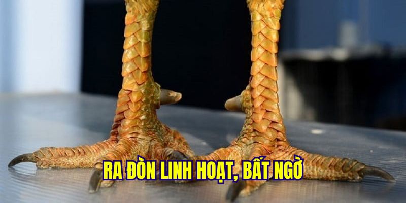 Chú gà vảy linh giáp tử đá như nào?