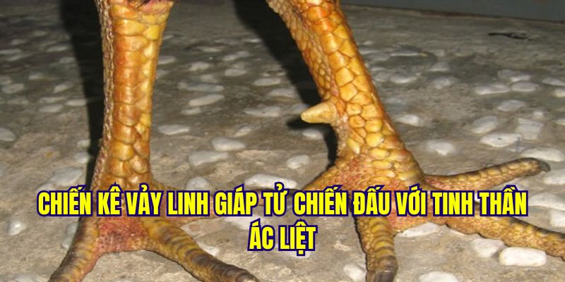 Gà vảy linh giáp tử đá như nào với tinh thần ác liệt?