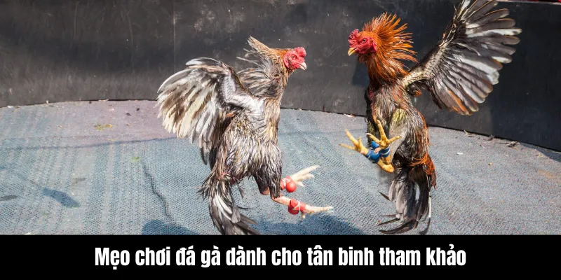 Mẹo chơi đá gà dành cho tân binh tham khảo